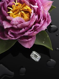 The Garden of Kalahari - emerald-cut