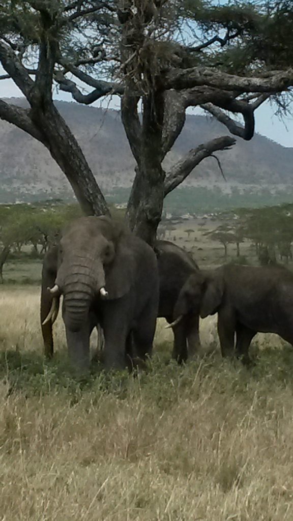 elephant