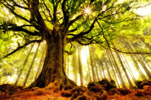 arbres