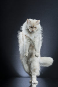 Alexis Reynaud STANDING CATS CACAHUETE 01
