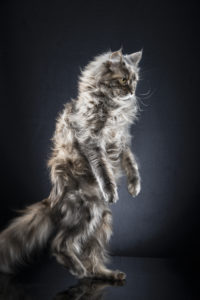Alexis Reynaud STANDING CATS NEVA 01