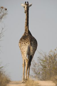 PleinesFormes