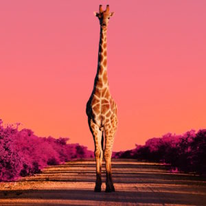 World Giraffe Day IG FB_veryhigh.width-9500x-prop