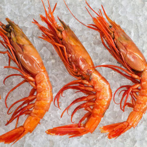 Carabineros sauvages calibre 11 sur 20