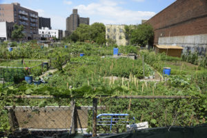 Urban farm plot in Coney Island, New York